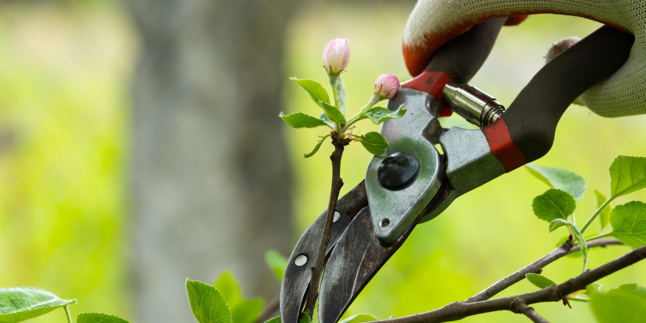 Gardener pruning trees with pruning shears on nature background