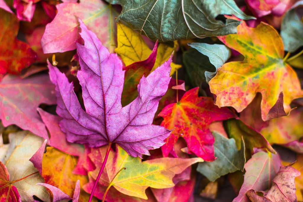 Automne-feuilles mortes-article de blog-Secrets pour un jardin d'automne resplendissant-Jardivar-Toulon