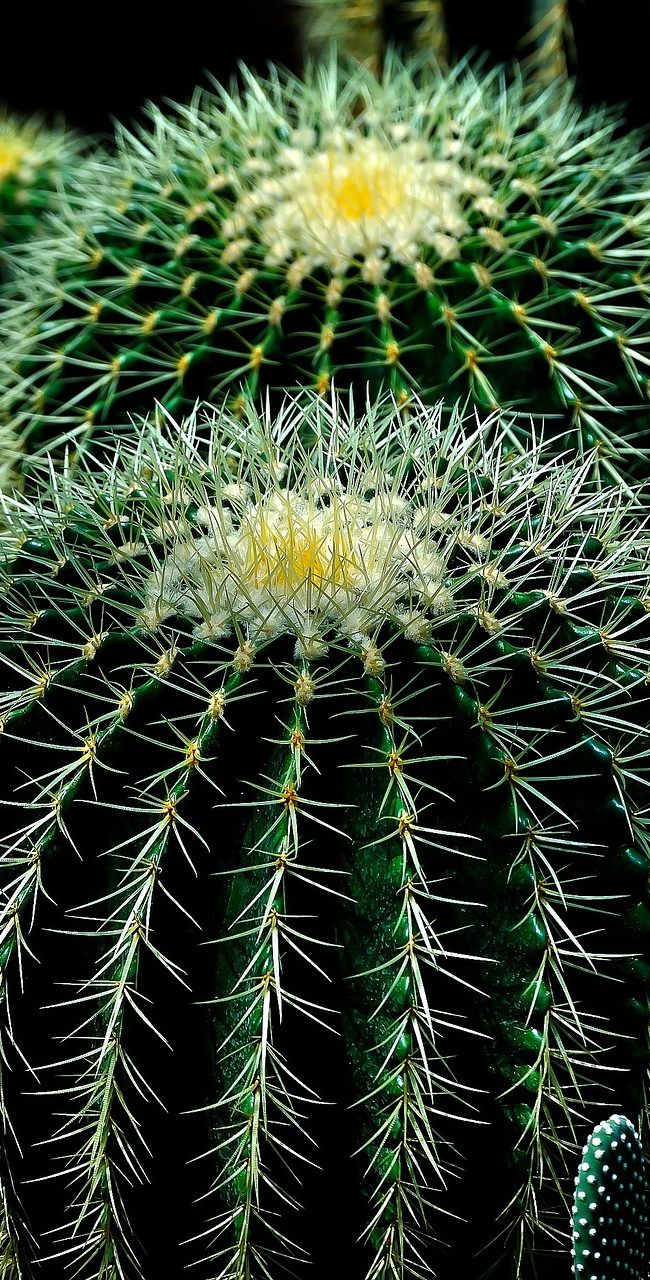 cactus-404362_1280