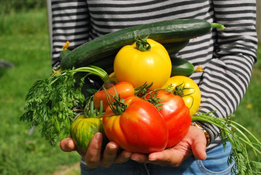Calendrier-Potager mois par mois fruits et légumes-Toulon-jardivar